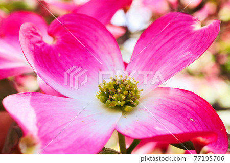 Wide open red flower of dogwood 77195706