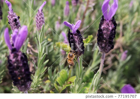 Bees perched on French lavender with ears like rabbit ears 77195707