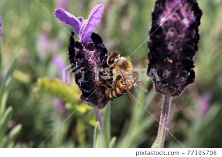 A close-up shot of a bee perched on a French lavender with ears like a rabbit's ear 77195708