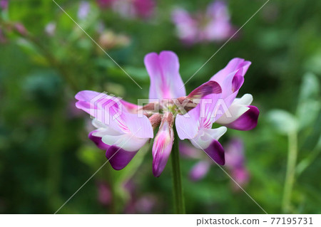 Take a close-up shot of Saki Kurenge in the rice field 77195731