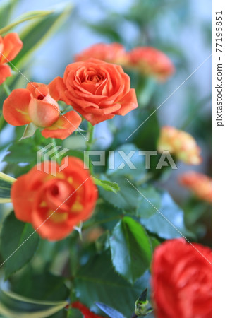 Rose of orange 77195851