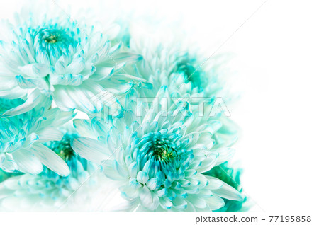 Vibrant Aqua Dahlia Flowers 77195858