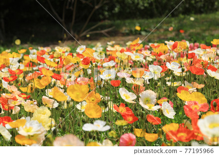 Iceland Poppy 9165 Iceland Poppy 9165 77195966