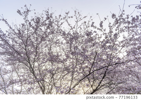 Morning haze cherry blossoms 77196133