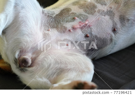 Detail on female Jack Russell terrier dog belly, scar after spay operation visible 77196421