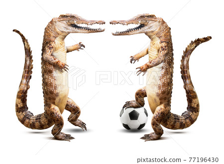 Crocodile soccer player Crocodile soccer player 77196430