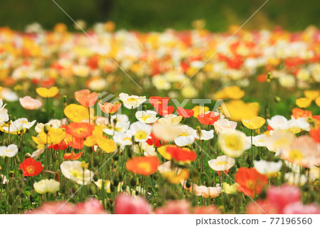Iceland Poppy 8907 Iceland Poppy 8907 77196560