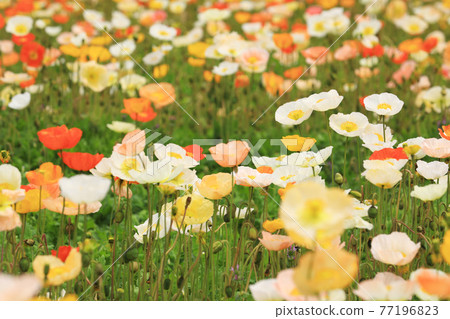 Iceland Poppy 8785 Iceland Poppy 8785 77196823