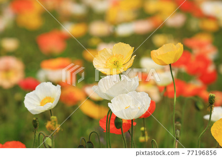Iceland Poppy 8828 77196856