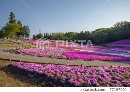Hitsujiyama Park, moss phlox in full bloom 77197091