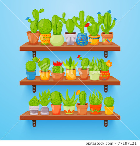 Cactuses and succulents in flower pots on shelves. Home cactus plants with prickles and flowers. Exotic tropical collection of various succulents 77197121