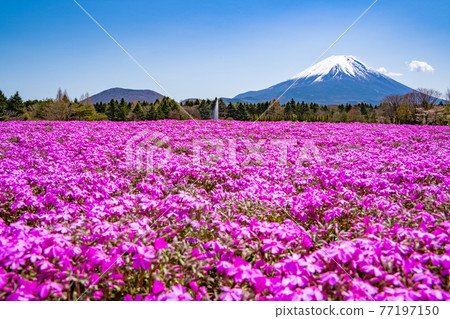 富士山和蘑菇 富士山和蘑菇 77197150