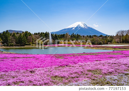 Mount Fuji and mushrooms 77197153