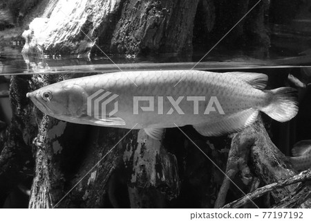Pirarucu  -  77197192