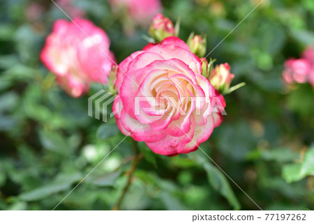 Roses 77197262