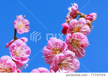 Plum blossom red plum 77197459