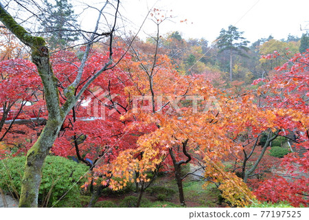 Yahiko Park Yahiko Park 77197525