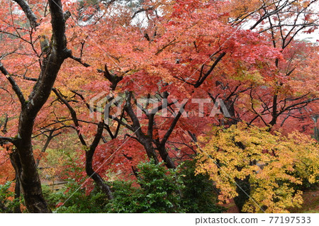 Yahiko Park 77197533