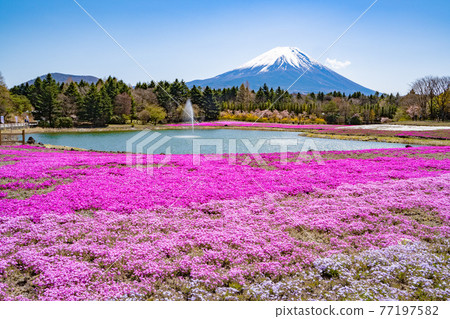 Mount Fuji and mushrooms 77197582