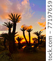 Cycads 77197659