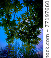 Maple  77197660