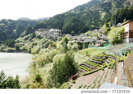 Oozore town in Shizuoka prefecture. 77197850