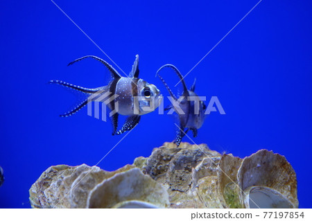 fish fish 77197854