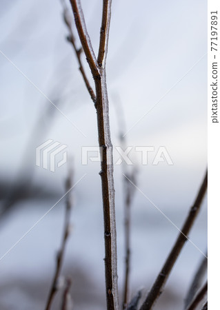 Willow branch frozen at winter Willow branch frozen at winter 77197891