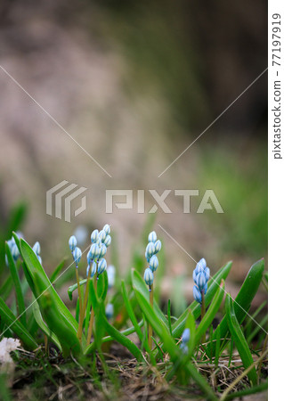 Scilla siberica flower in park at springtime 77197919