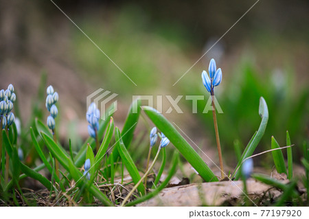 Scilla siberica flower in park at springtime 77197920