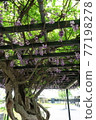 Wisteria shelf of Suigo Sawara Ayame Park 77198278