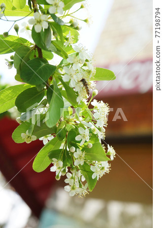 White flowers blooming in the spring city White flowers blooming in the spring city 77198794