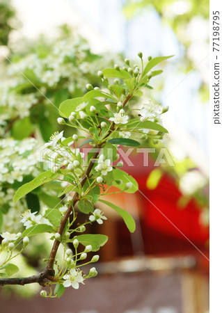 White flowers blooming in the spring city 77198795