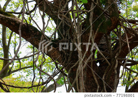 Ivy wrapping around a tree Ivy wrapping around a tree 77198801