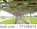 Late wisteria shelf blooming in Suigo Sawara Ayame Park 77198874