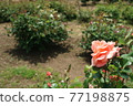 A single rose blooming in Suigo Sawara Ayame Park 77198875