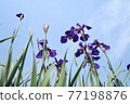 Ayame blooming freely at Suigo Sawara Ayame Park 77198876