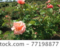 A single rose blooming in Suigo Sawara Ayame Park 77198877