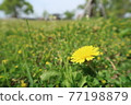 Dandelions blooming in the field 77198879