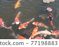 A dark swim in the pond of Suigo Sawara Ayame Park 77198883