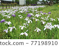 Flower irises in full bloom at Suigo Sawara Ayame Park 77198910
