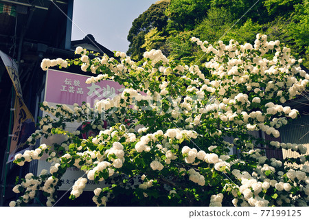 Kanagawa / Oyama 77199125