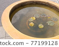 Aquatic plants floating in a water bottle 77199128