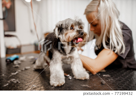 Young blond professional groomer love her job with yorkshire dog and all of the pets. Young blond professional groomer love her job with yorkshire dog and all of the pets. 77199432