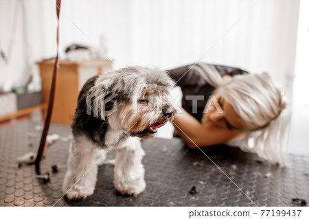 Young blond professional groomer love her job with yorkshire dog and all of the pets. Young blond professional groomer love her job with yorkshire dog and all of the pets. 77199437