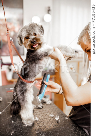 Young blond professional groomer love her job with yorkshire dog and all of the pets. Young blond professional groomer love her job with yorkshire dog and all of the pets. 77199439