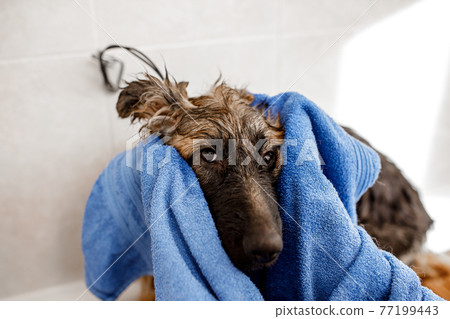 young blond professional groomer wash and clean the German shepherd dog in the pet cosmetisc salon. young blond professional groomer wash and clean the German shepherd dog in the pet cosmetisc salon. 77199443