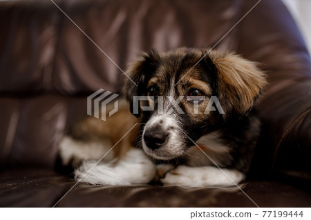 Adorable dog lying on the th couch and he is wainting for the professional groomer. Adorable dog lying on the th couch and he is wainting for the professional groomer. 77199444