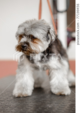The adorable yorkshire dog is waiting for rhe professional groomer in the pet cosmetics. 77199456