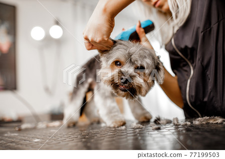 Young blond professional groomer love her job with yorkshire dog and all of the pets. 77199503